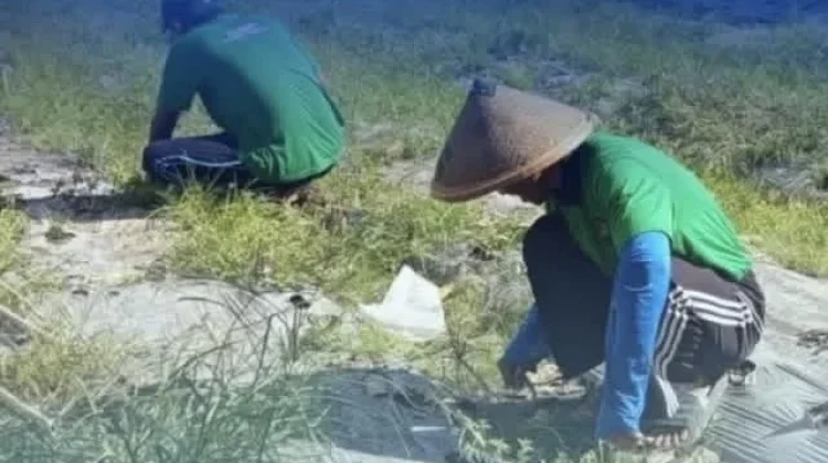 Lapas Tobelo Siapkan Lahan Pertanian untuk Ketahanan Pangan