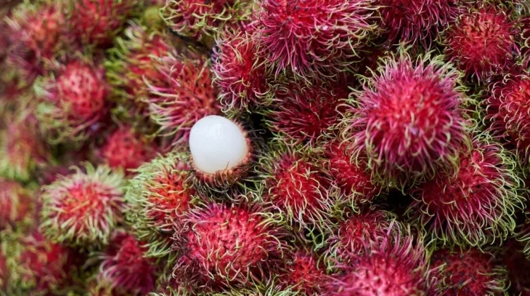 Kenali Kandungan dan Manfaat pada Buah Rambutan