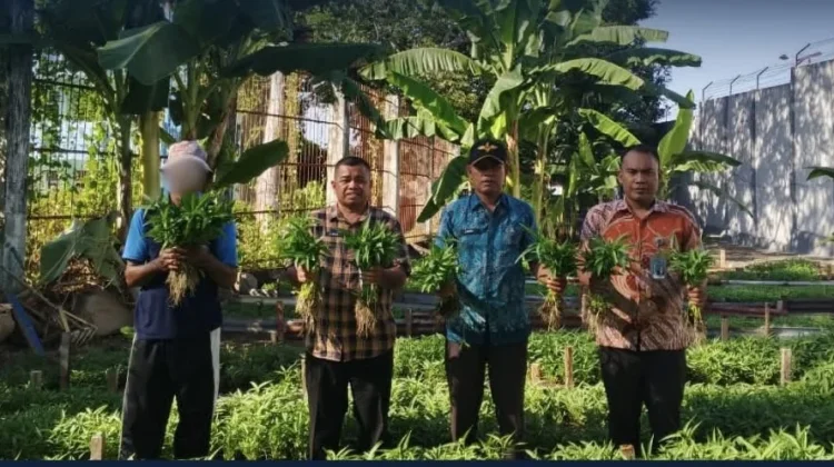 Lapas Ternate Panen 120 Kilogram Kangkung Hasil Pembinaan Warga Binaan