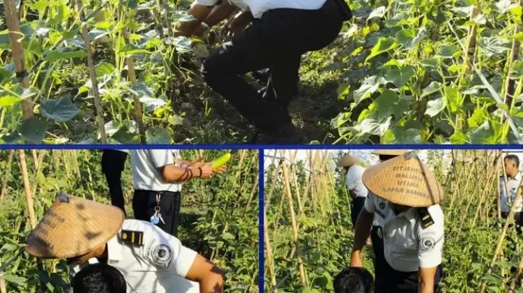 Lagi, Lapas Sanana Panen Ratusan Kilogram Timun