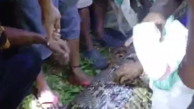 Petani di Kepulauan Sula Ditelan Ular Piton