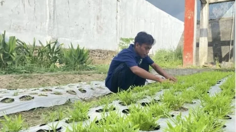 Warga Binaan Lapas Labuha Rawat Kebun Dukung Ketahanan Pangan
