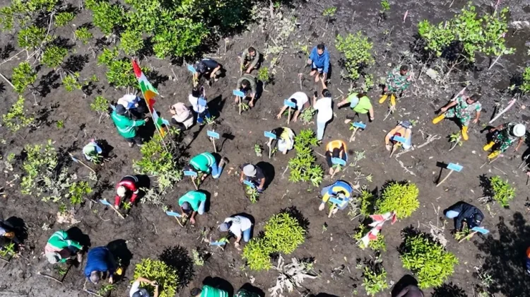 NHM Perkuat ESG melalui Konservasi Mangrove dan Ekonomi Pesisir Halut