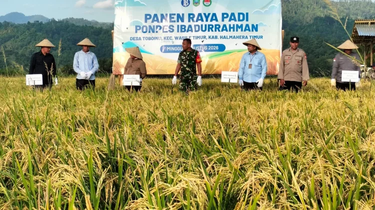 BI Maluku Utara Panen Raya Padi di Haltim, Perkuat Ketahanan Pangan dari Pesantren