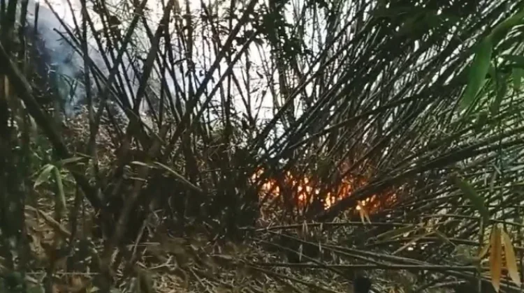 Damkar Tidore Berhasil Padamkan Kebakaran di Kalaodi