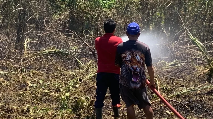 Damkar Tidore Padamkan Kebakaran Lahan di Tuguwaji