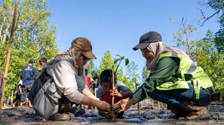 Mahasiswa KKN UGM dan Harita Nickel Tanam 380 Bibit Mangrove di Desa Soligi