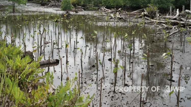 IWIP Perluas Rehabilitasi Mangrove, 36.500 Bibit Berhasil Ditanam