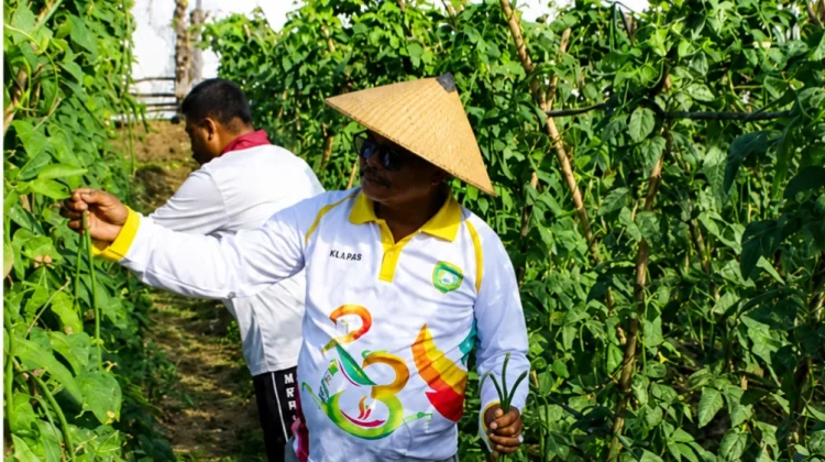 Lapas Sanana Panen Puluhan Kilogram Kacang Panjang, Bentuk Mandiri Warga Binaan