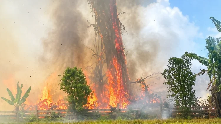 Kebakaran Landa Kebun Warga di Sanana, Damkar Berjibaku Jinakkan Api