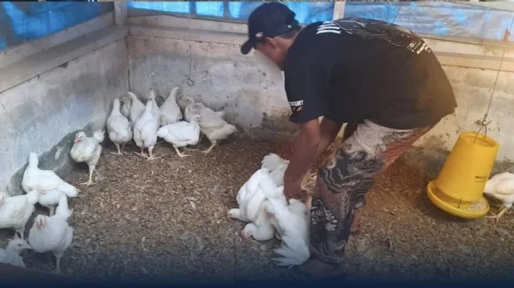 Lapas Ternate Panen 100 Ayam dari Pembinaan WBP
