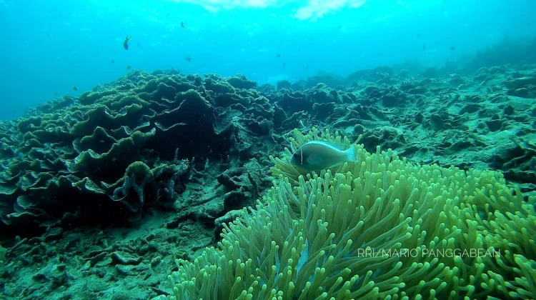 Kepulauan Maluku miliki Tingkat Keanekaragaman Hayati Tertinggi di Indonesia