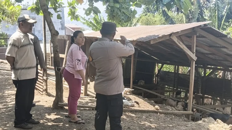 Polres Ternate Tindak Lanjut Keluhan Warga Soal Kandang Ayam Oknum Polisi