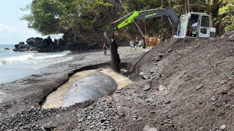 Bangkai Paus Terdampar di Ternate Akhirnya Dikuburkan