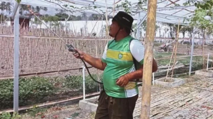 Dukung Ketahanan Pangan, Lapas Sanana Budidaya Buah Anggur