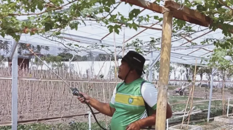 Dukung Ketahanan Pangan, Lapas Sanana Rawat Tanaman Anggur