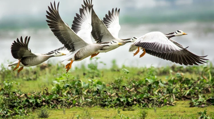 Manusia Menjadi Faktor Menurunnya Spesies Burung Migran