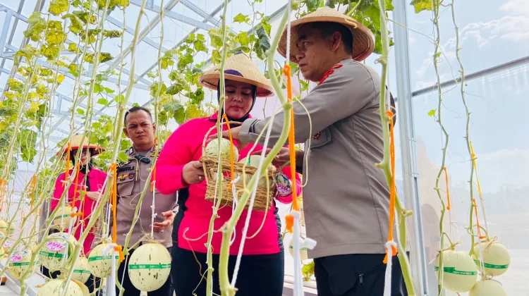 Melon Hidroponik Buka Peluang Tambahan Penghasilan Masyarakat