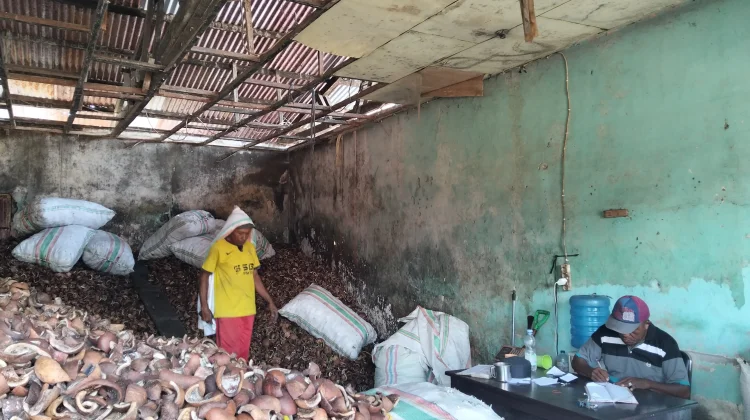 Harga Kopra di Kepulauan Sula Capai Rp12 Ribu Perkilogram