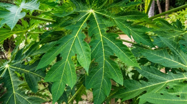 Pahit tapi Kaya Manfaat, Apa Saja Khasiat Daun Pepaya?