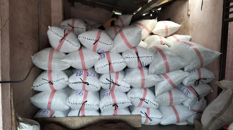 Harga Cengkih di Kepulauan Sula Membaik, Kabar Baik bagi Petani