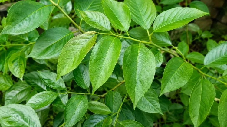 Mengapa Daun Katuk Banyak Dikonsumsi Ibu Menyusui? Simak Penjelasannya