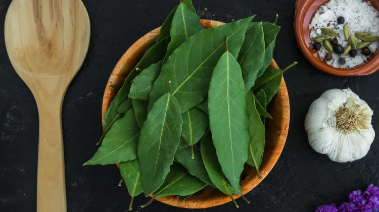 Tak Hanya Penyedap Masakan, Ini Manfaat Daun Salam