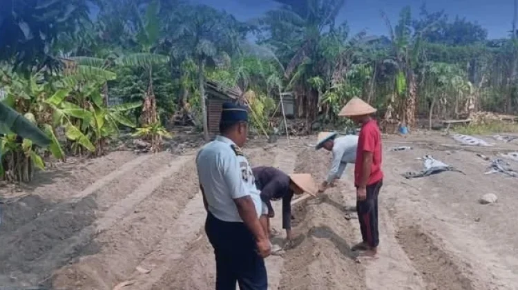 Lapas Tobelo Siapkan Lahan Pertanian untuk Tanam Caisim