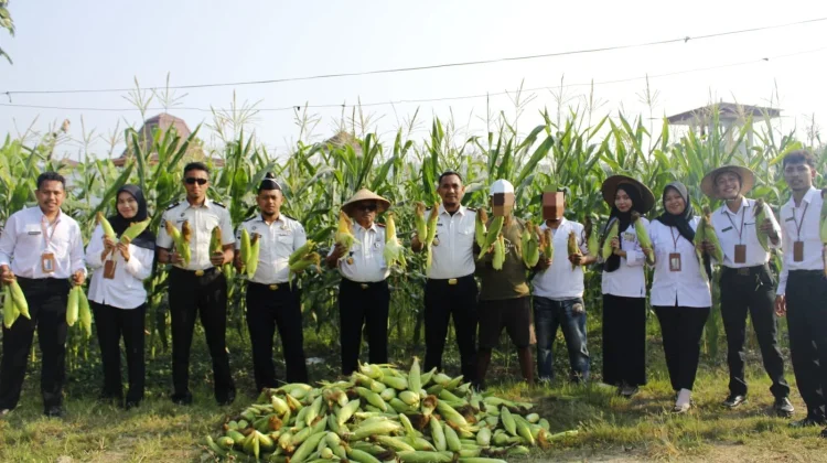 Lapas Sanana Kembali Panen Jagung Manis Ratusan Kilogram