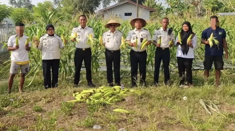 Lapas Sanana Panen 90 Kilogram Jagung Manis Warga Binaan