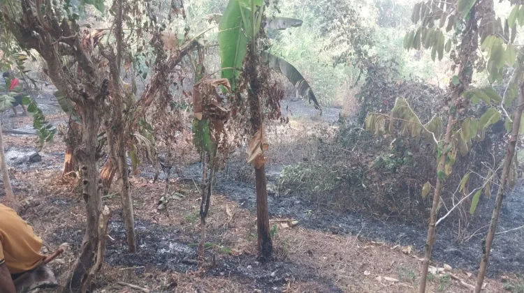 Musim Kemarau di Maluku Utara, Ini 5 Cara Cegah Kebakaran