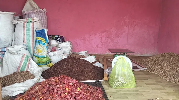 Harga Pala dan Coklat di Kepulauan Sula Tak Stabil