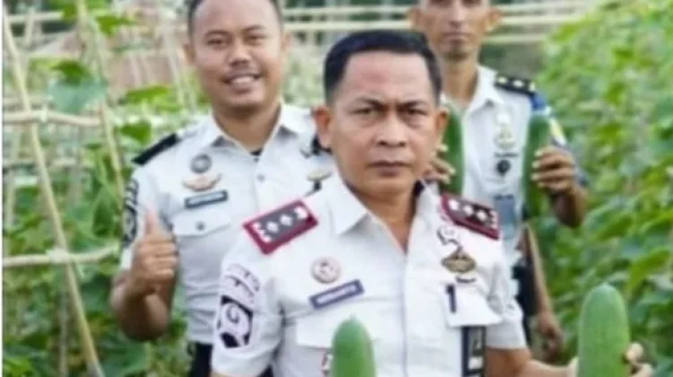 Dukung Ketahanan Pangan, Lapas Jailolo Panen Sawi Dan Mentimun Hasil WBP