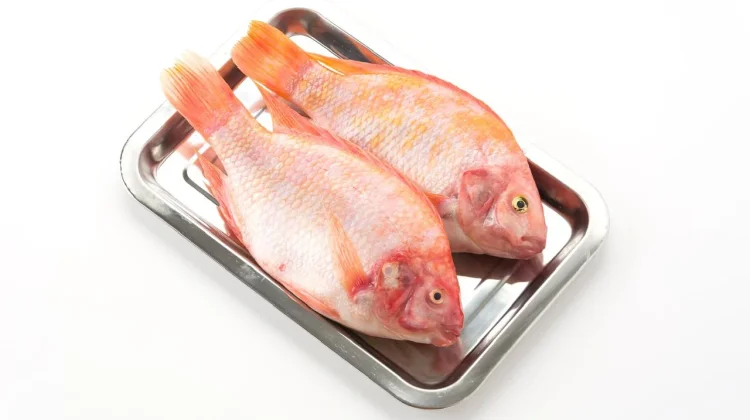 Tips Menyimpan Ikan Segar agar Tidak Cepat Bau dan Tetap Berkualitas ...