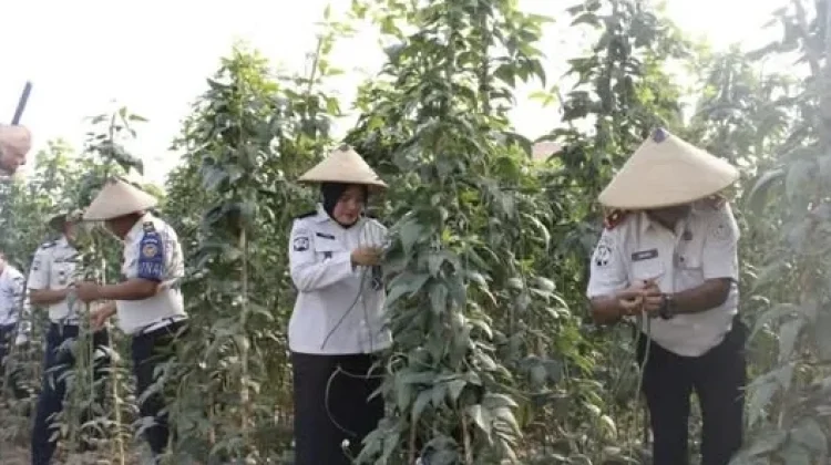 Lapas Sanana Panen 100 Kilogram Kacang Panjang Dukung Ketahanan Pangan ...