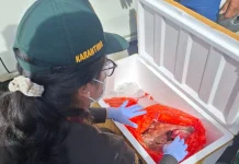 Karantina Maluku Utara Tahan 150 Kg Daging Anjing