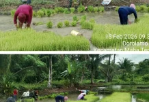 Dukung Ketahanan Pangan-Babinsa Bantu Petani Siapkan Bibit Padi