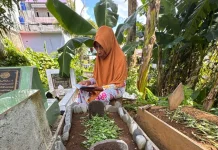 Ziarah di Tidore Gunakan Daun Pandan Resmi Dilindungi
