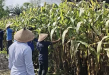 Wujudkan Ketahanan Pangan, Lapas Tobelo Siap Panen Jagung