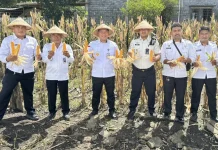 Lapas Tobelo Kembali Lakukan Panen Jagung Tongkol