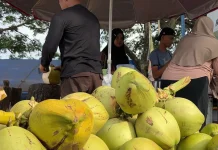 Kelapa Muda Jadi Favorit Berbuka, Tiga Varian Malut Terlindungi