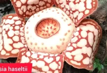 BRIN Identifikasi Rafflesia Harjatii, Spesies Baru Endemik Kalimantan Timur