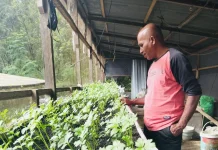 Seledri Halim Tumbuh Lebih Hijau di Lereng Gamalama
