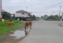 Ternak Liar Ganggu Warga, Pemkab Haltim Ambil Sikap