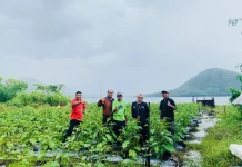 Terong Organik Tumbuh Subur di Tanah Marginal Kalumata