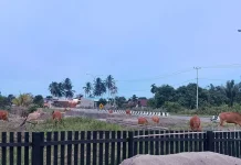 Sapi Berkeliaran di Jalan Maba, Warga Desak Satpol PP Tegas
