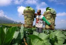 2026, Nilai Tukar Petani di Maluku Utara Meningkat 0,47 Persen