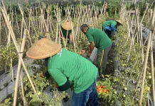 Lapas Tobelo Kembali Lakukan Panen Perdana Tomat