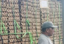 Sebanyak 10 Kontainer Telur Tiba Ternate, Stok Lebaran Aman