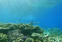 Pantai Omamoi Bacan Suguhkan Surga Laut dan Ketentraman Alami